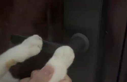 用了半年多的指纹锁猫爪也能打开：是皮肤都能开